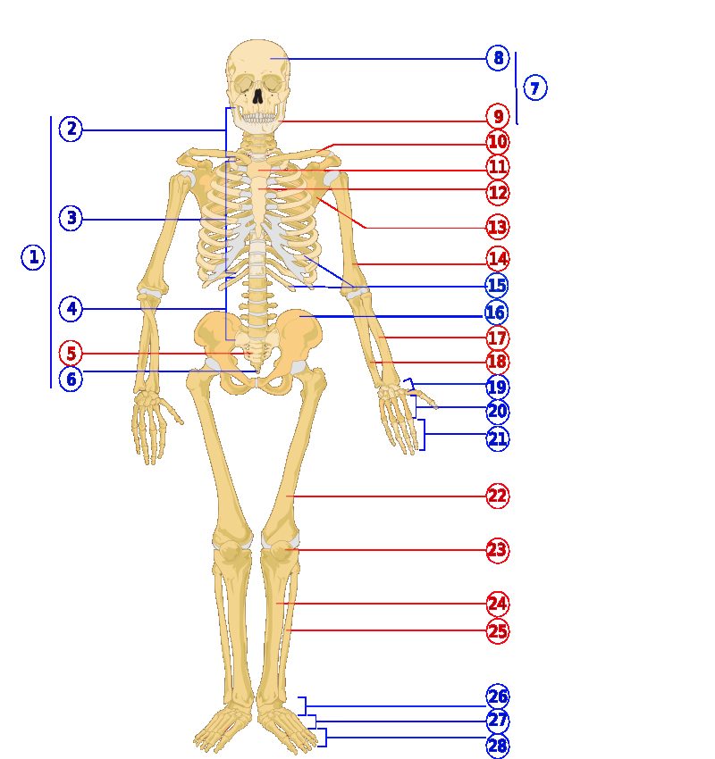Anatomical illustration of the full human skeleton, anterior view with numbered bones.